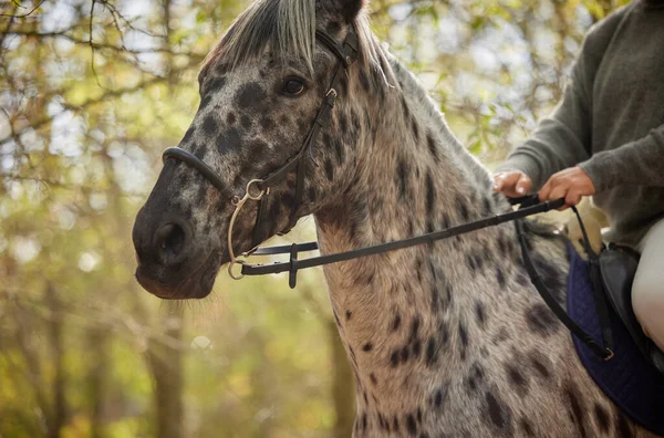 Horses Have Always Been Majestic Unrecognisable Woman Horseback Riding Forest — Stockfoto