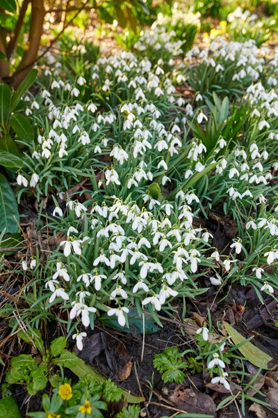 Pretty White Natural Spring Flowers Growing Forest Remote Nature Enviroment — Zdjęcie stockowe