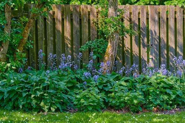 Garden Beautiful Purple Flowers Growing Green Garden Springtime Wooden Gate — Zdjęcie stockowe