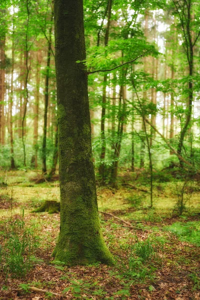 Beautiful Relaxing Lush Forest Trees Green Wild Grass Plants Nature — Stockfoto