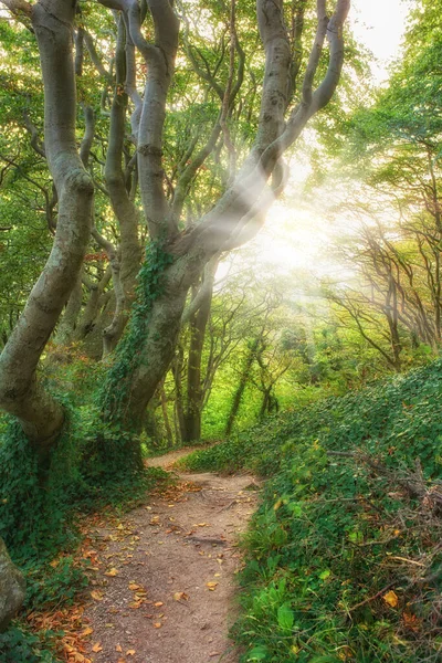 Hiking Path Trail Track Leading Green Forest Serene Calm Tranquil — Foto de Stock