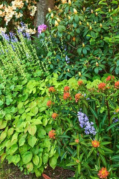 Heldere Kleurrijke Levendige Bloemen Planten Bladeren Groeien Een Tuin Een — Stockfoto