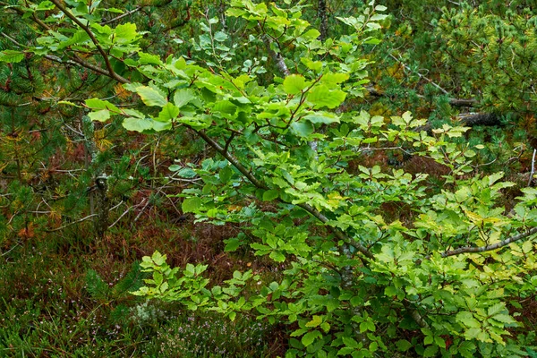 Beautiful Colorful Green Leaves Tree Bush Growing Garden Copy Space — стоковое фото