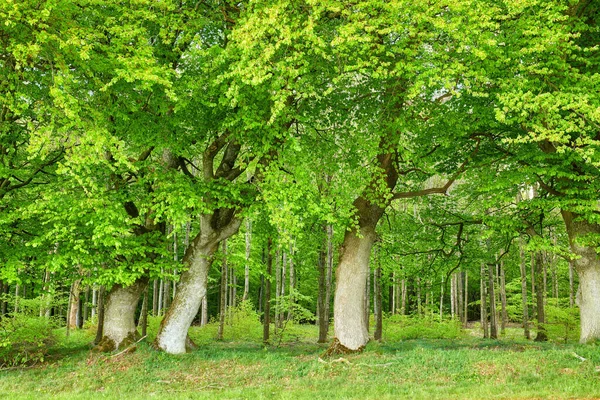 Beautiful Relaxing View Green Forest Lush Branches Vibrant Trees Beauty — Photo