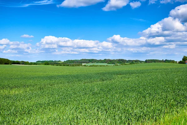 Landschap Uitzicht Blauwe Lucht Veld Met Kopieerruimte Groen Gras Planten — Stockfoto