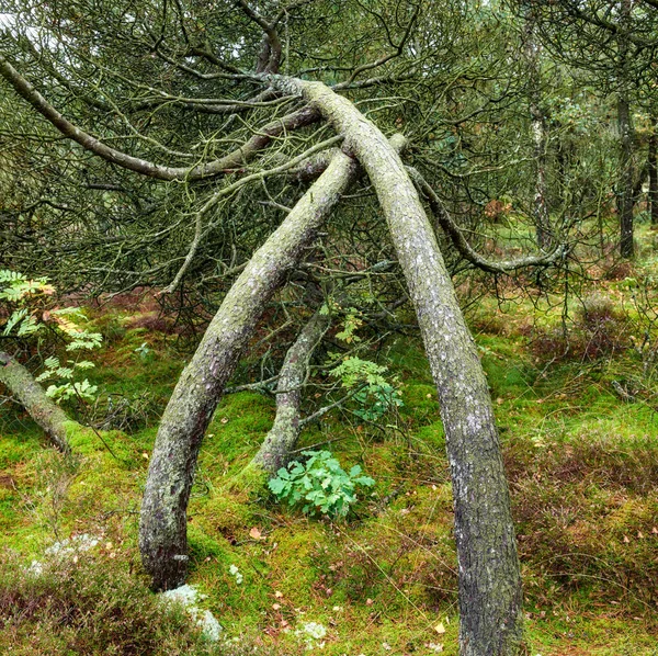 Bomen Planten Gras Groeien Hoeken Naar Grond Afgelegen Landelijke Bos — Stockfoto