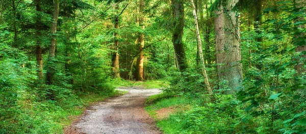 Beautiful Green Nature Path Trees Forest Spring Season Landscape Empty — Φωτογραφία Αρχείου