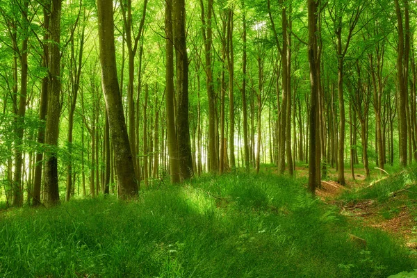 Beautiful Bright Colorful Forest Lush Green Trees Plants Grassy Meadow — Stock fotografie
