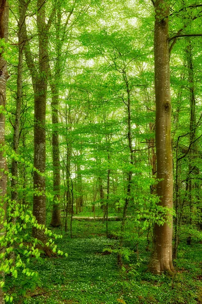 Beautiful Large Green Trees Forest Landscape Summer Day Nature Outdoor — 스톡 사진