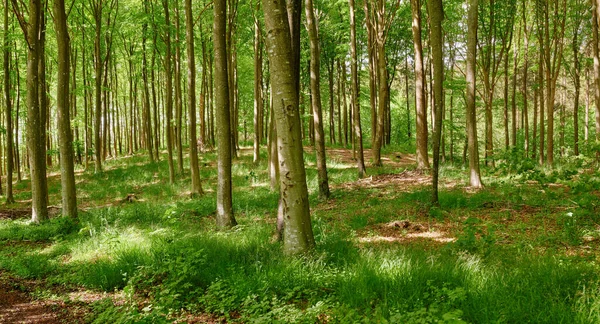 Big Beautiful Green Forest Large Trees Natural Landscape Spring Day — Photo