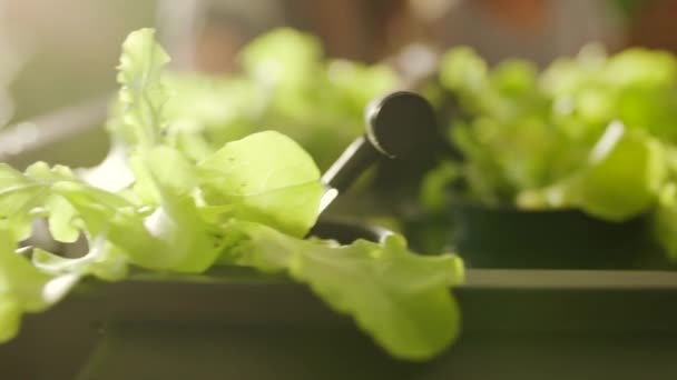 Hydroponic Organic Sustainable Lettuce Production Innovation Modern Agriculture System Environmentally — Stock videók
