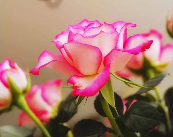 Beautiful Bright Pink Tea Miniature Rose Flower Growing Blossoming Vase — Zdjęcie stockowe