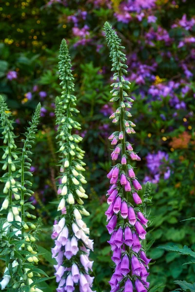 Beautiful Colorful Flower Plants Full Bloom Garden Grass Field Forest — Stockfoto