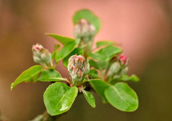 Closeup Beauty Nature Fresh Flowers Growing Garden Tree Budding Wild — Stockfoto