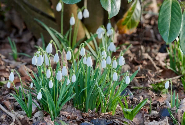 Closeup of white flowers in a green garden, fresh nature on a sunny day. Peaceful, relaxing and soothing Snowdrops growing in a lush green forest on a quiet morning. Buds blooming in park or yard.