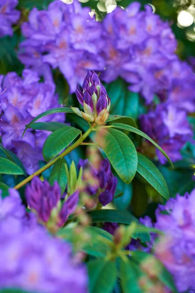 Beautiful Pretty Colorful Flowers Peaceful Green Garden Bokeh Zoom Purple — Φωτογραφία Αρχείου