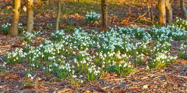 Zwykłe Opady Śniegu Galanthus Nivalis — Zdjęcie stockowe