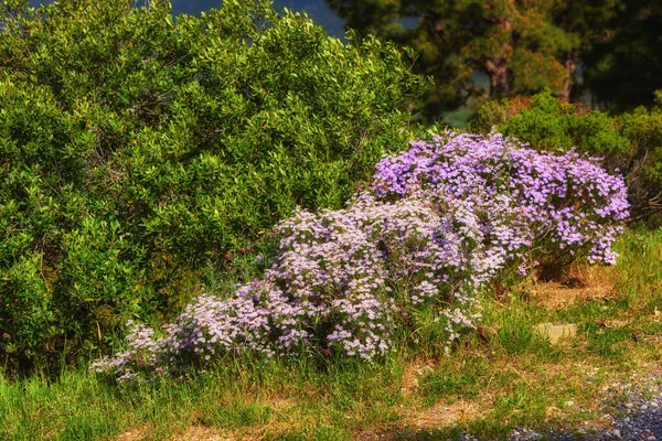 Beautiful Colorful Pretty Flowers Plants Natural Environment Park Field Summer — Stock fotografie