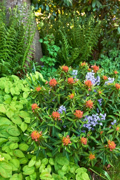 Krásné Čerstvé Barevné Květiny Rostliny Lese Nebo Botanické Zahradě Živé — Stock fotografie