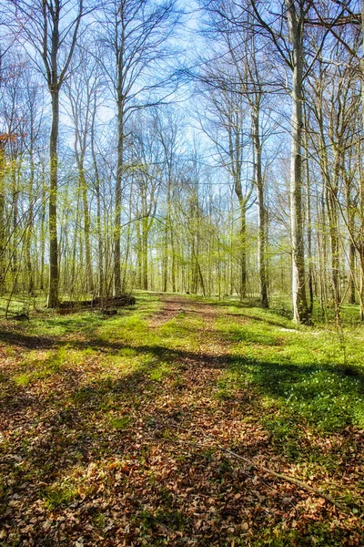 Fresh Pretty Colorful Nature Tall Trees Green Forest Sunny Day — стоковое фото