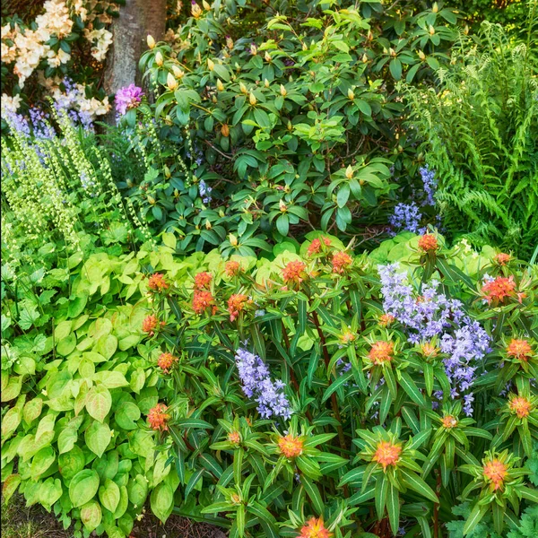 Colorful, green and wild garden with plants growing outside in spring for nature copy space background. Landscape of different flowers, leaves and bushes in lush, overgrown and vibrant backyard park.