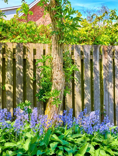 Beautiful Blue Flowers Tree Garden Fence Spring Nature Relaxing Landscape — Foto Stock