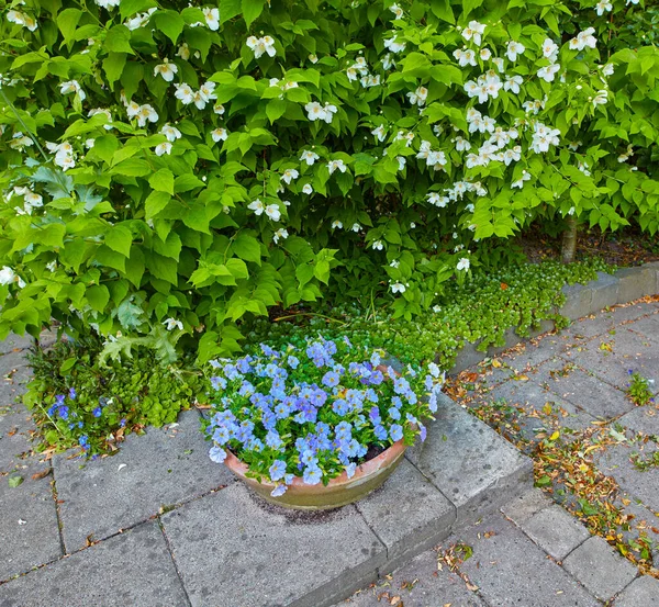Beautiful Colorful Fresh Garden Flowers Green Plants Home Backyard Summer — Foto Stock