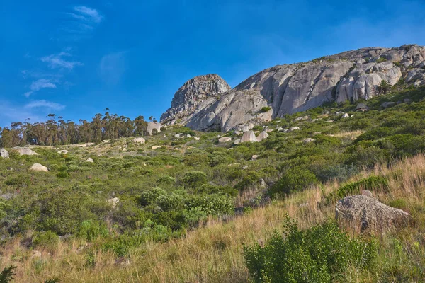 Beautiful Mountain Peaks Green Lush Bushes Trees Growing Peacefully Lions — Stockfoto