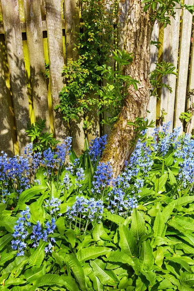 Beautiful Fresh Colorful Flowers Green Plants Home Garden Backyard Nature — Foto Stock