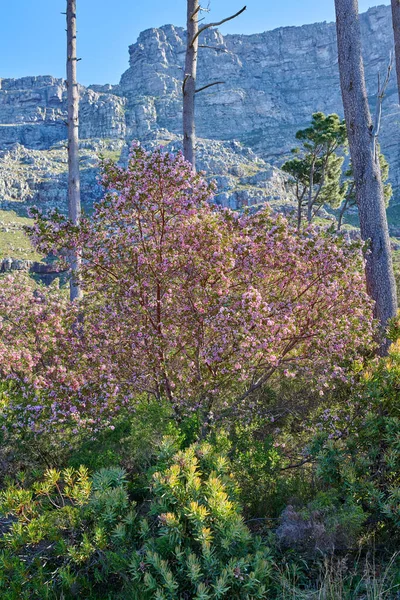 Plants Trees Nature Mountain Summer Day Remote Landscape View Greenery —  Fotos de Stock