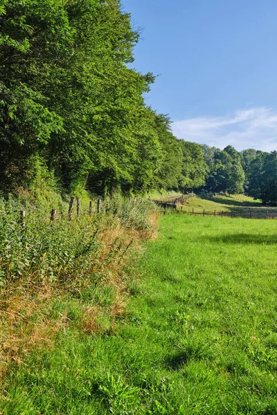 Landscape View Blue Sky Field Copy Space Green Grass Growing — стоковое фото