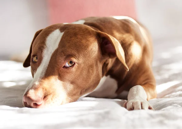 Steal Your Heart Portrait Adorably Sweet Dog Relaxing Bed Home —  Fotos de Stock