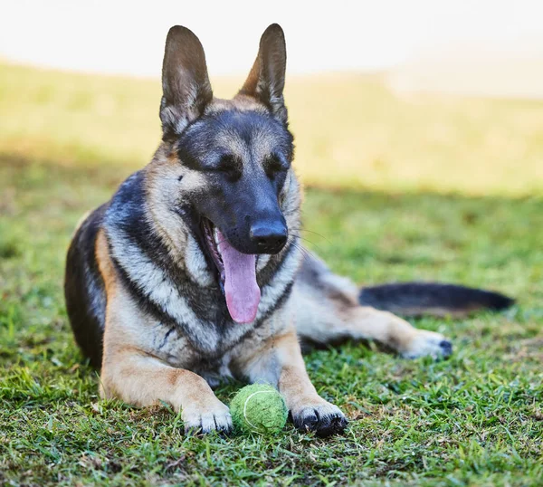 I need to catch my breath for a bit. Full length shot of an adorable German Shepherd lying on the grass outside during a day at home