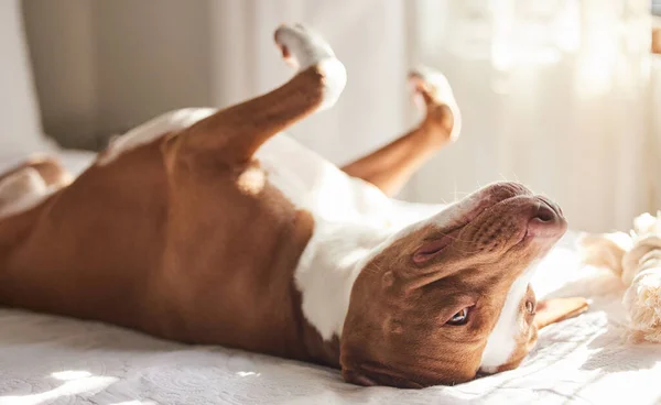 Let Sleeping Dogs Lie Sleepy Dog Taking Nap Bed Home — ストック写真