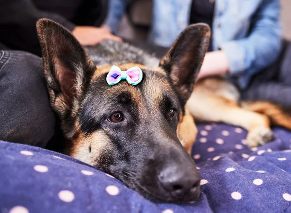 Dogs Have Fashion Trends Keep Too Adorable German Shepherd Lying — Foto de Stock