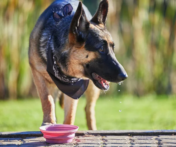German shepherd hotsell drinking water