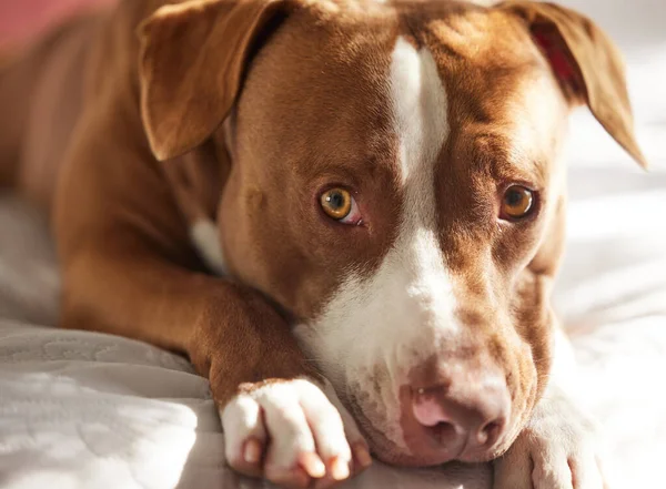 Hey Going Portrait Adorably Sweet Dog Relaxing Bed Home — Foto de Stock