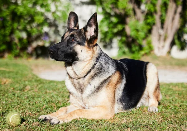 Never Miss Thing Full Length Shot Adorable German Shepherd Lying — стокове фото