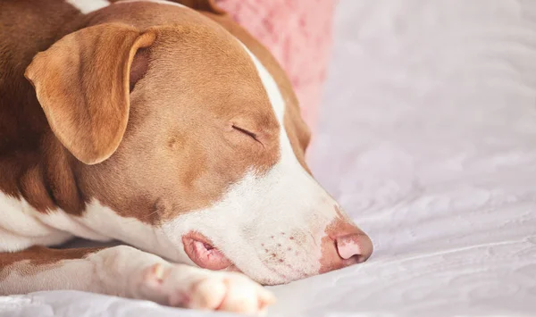 Sleeping on duty. a sleepy dog taking a nap in bed at home