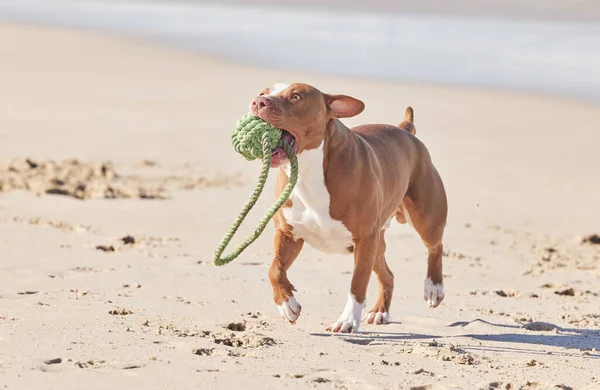 First prize is mine. an adorable pit bull playing with a piece of rope at the beach