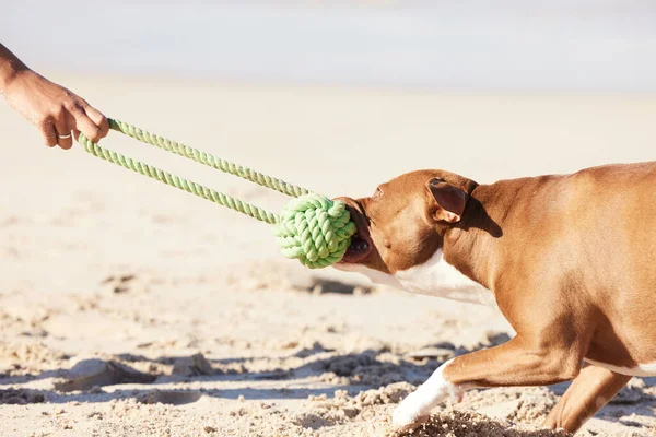 You Dont Know Strength Youve Tried Taking Your Dogs Toy — Fotografia de Stock