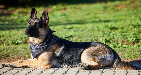 Every Dog Deserves Happy Life Adorable German Shepherd Sitting Garden — Stock Photo, Image