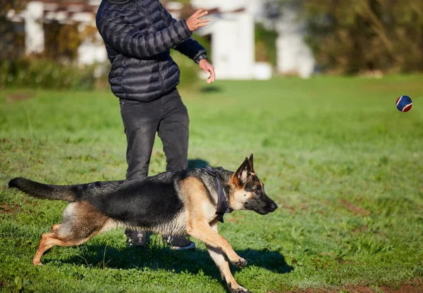 Whos Leader Pack Adorable German Shepherd Being Trained His Owner — ストック写真