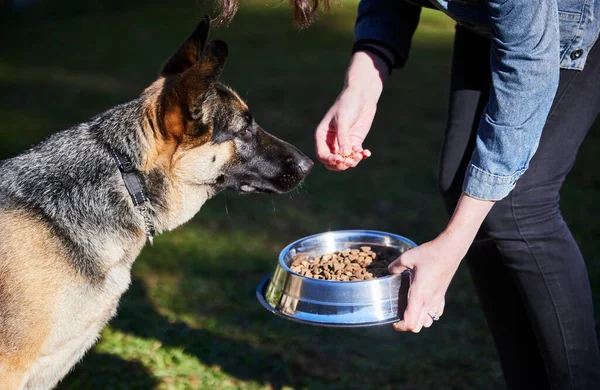 Smells Good Unrecognizable Woman Feeding Her German Shepherd Day — Stok fotoğraf
