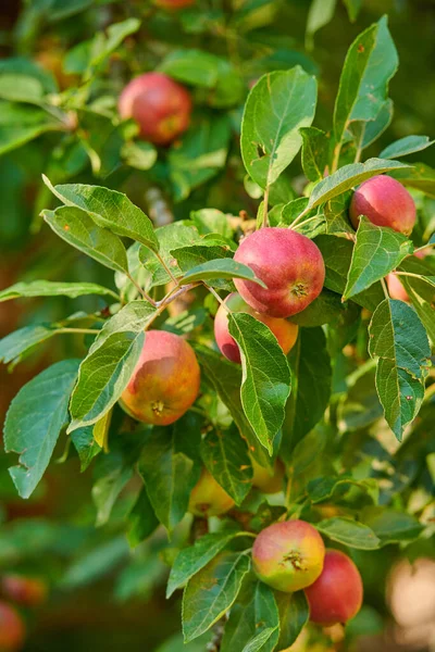 Apples Outdoor Setting Photo Taste Beautiful Apples — Stockfoto