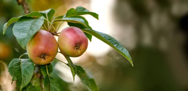 Apples Outdoor Setting Photo Taste Beautiful Apples — Stockfoto