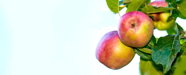 Elmalar Açık Havada Lezzetli Güzel Elmaların Fotoğrafı — Stok fotoğraf