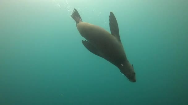 Video Footage Sea Lions Swimming Underwater Ocean — Stockvideo