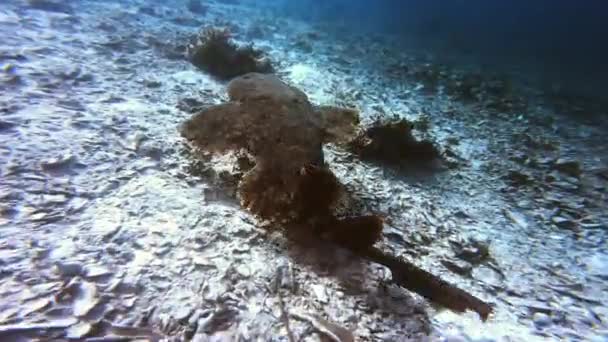 Video Footage Tasselled Wobbegong Shark Swimming Ocean Floor Raja Ampats — Video Stock