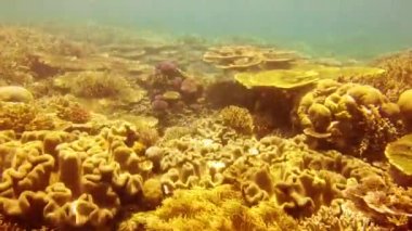 4k video footage of schools of fish swimming among the colourful coral reefs in Raja Ampat.